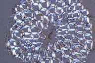 Cross section coco fiber DIK