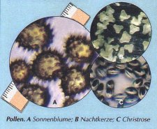 Ruler and pollen grain 