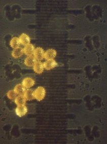 Sunflower pollen on object micrometer, actual size