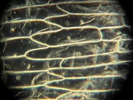 Onion, magnified 10 times